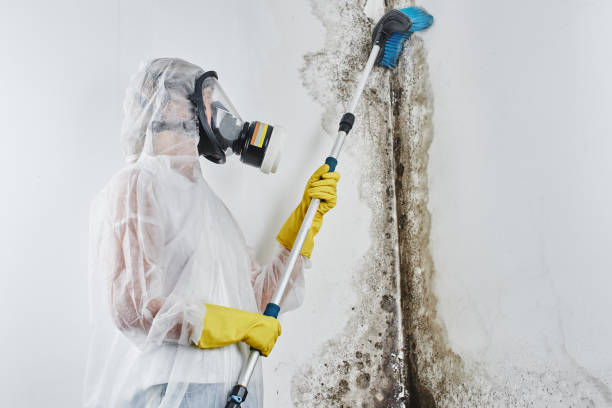 Best Attic Mold Removal  in Roselawn, IN