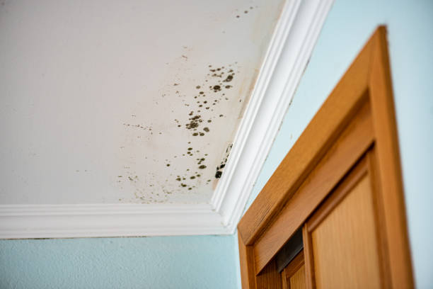 Best Toxic Mold Removal  in Roselawn, IN
