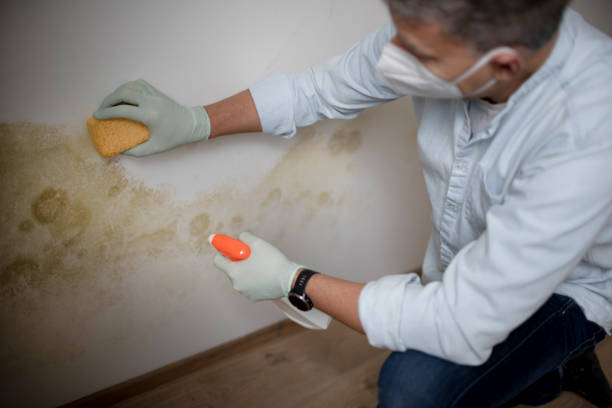 Best Black Mold Removal  in Roselawn, IN