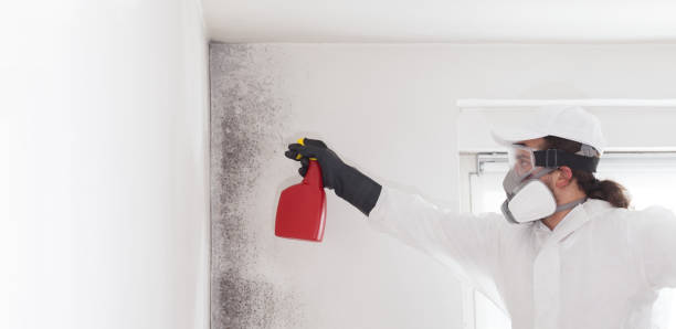 Best Mold Removal Process  in Roselawn, IN