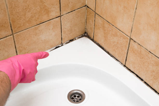 Mold Removal Process in Roselawn, IN
